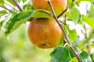 Malus d. 'Cox's Orange Pippin' 20-25 Hoogstam draadkluit 4 X verplant - afbeelding 5