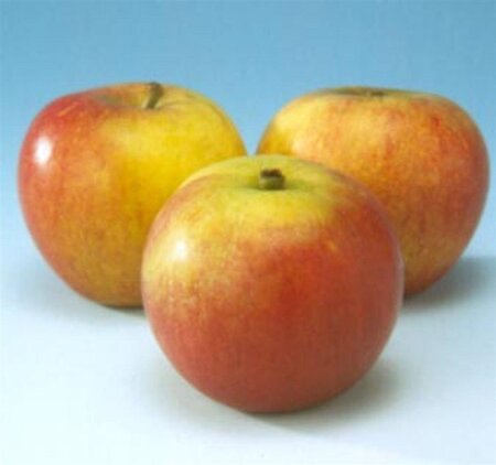 Malus d. 'Cox's Orange Pippin' 8-10 Hoogstam wortelgoed - afbeelding 3