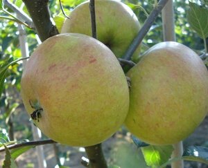 Malus d. 'Cox's Orange Pippin' 8-10 Hoogstam wortelgoed - afbeelding 4