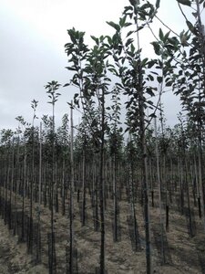 Malus d. 'Cox's Orange Pippin' 8-10 Hoogstam wortelgoed - afbeelding 2