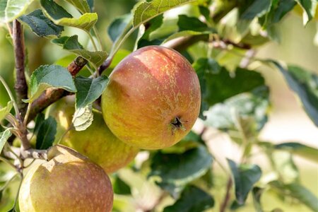 Malus d. 'Cox's Orange Pippin' laagstam wortelgoed leiboom rek - afbeelding 8