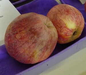 Malus d. 'Drentsche Bellefleur' 8-10 Hoogstam wortelgoed