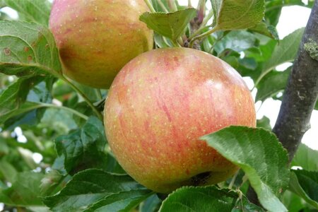 Malus d. 'Delcorf' = 'Delbard Estivale' 8-10 STA4 BR