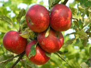 Malus d. 'Discovery' (vroeg) 10-12 Halfstam wortelgoed