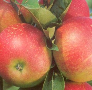 Malus d. 'Discovery' (vroeg) 8-10 Hoogstam wortelgoed - afbeelding 2