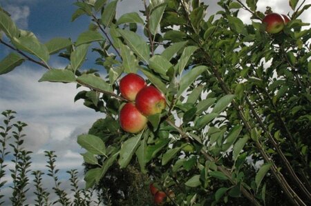 Malus d. 'Ecolette' 10-12 Halfstam wortelgoed - afbeelding 2