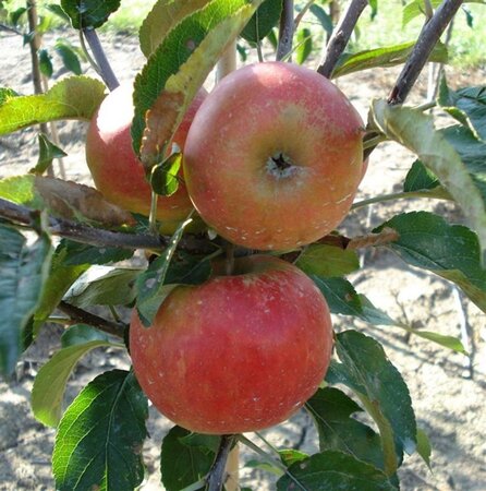 Malus d. 'Elstar' (Laat) 8-10 Hoogstam wortelgoed - afbeelding 2