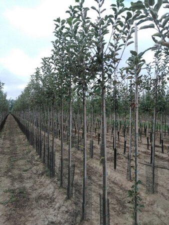 Malus d. 'Elstar' (Laat) 8-10 Hoogstam wortelgoed - afbeelding 4