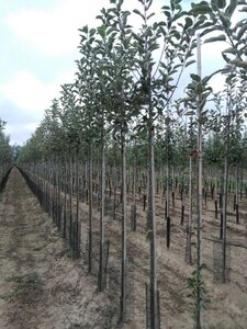 Malus d. 'Elstar' (Laat) 8-10 Hoogstam wortelgoed - afbeelding 4
