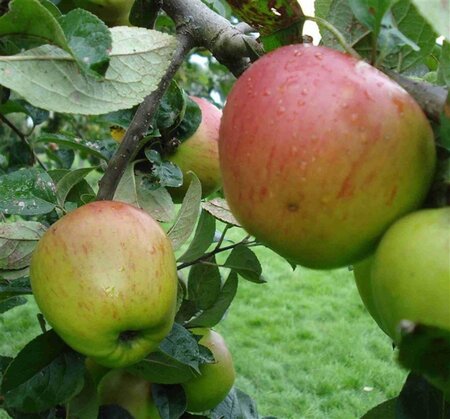 Malus d. 'Franse Bellefleur' 8-10 Hoogstam wortelgoed - afbeelding 1