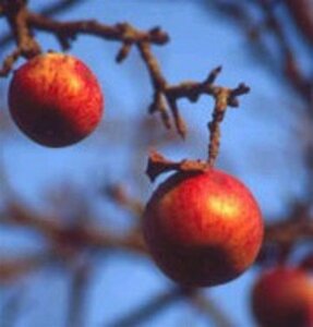 Malus d. 'Franse Bellefleur' 8-10 Hoogstam wortelgoed - afbeelding 2