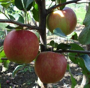 Malus d. 'Gala' (laat) 10-12 Hoogstam wortelgoed - afbeelding 3