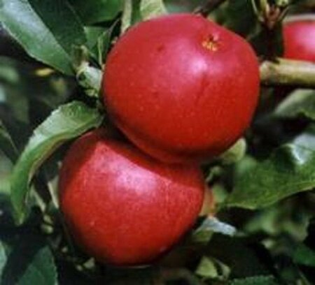 Malus d. 'Gala' (laat) 6-8 Hoogstam wortelgoed