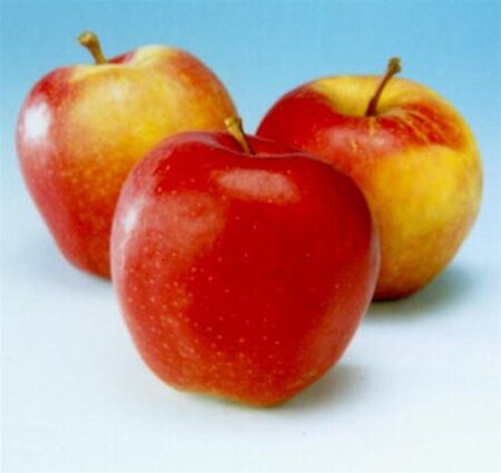 Malus d. 'Gala' (laat) 8-10 Hoogstam wortelgoed - afbeelding 2