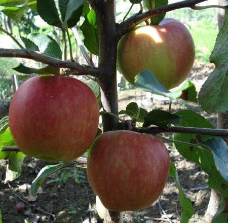 Malus d. 'Gala' (laat) 8-10 Hoogstam wortelgoed - afbeelding 3