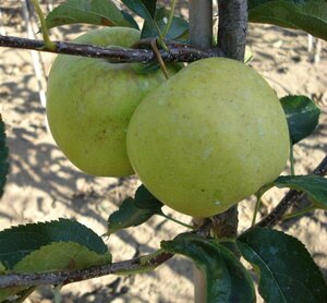 Malus d. 'Golden Delicious'  10-12 Hoogstam wortelgoed - afbeelding 3
