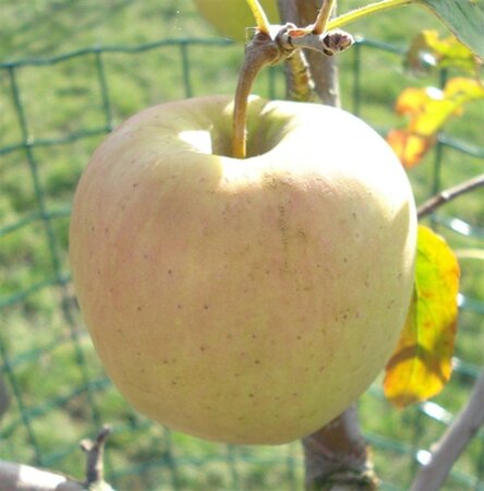Malus d. 'Golden Delicious'  10-12 Hoogstam wortelgoed - afbeelding 4