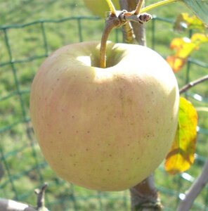 Malus d. 'Golden Delicious'  10-12 Hoogstam wortelgoed - afbeelding 4