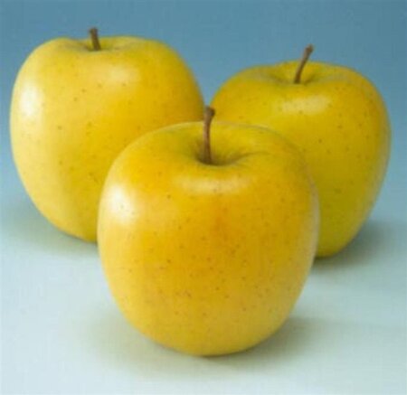 Malus d. 'Golden Delicious'  10-12 Hoogstam wortelgoed - afbeelding 5