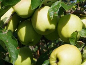 Malus d. 'Golden Delicious'  20-25 Hoogstam draadkluit 4 X verplant
