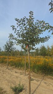 Malus d. 'Geheimrat Dr Oldenburg' 16-18 STA WRB 3 X V - image 2