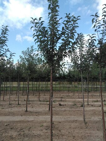 Malus d. 'Gloster' 12-14 STA BR 2 X V - image 5