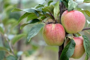 Malus d. 'Gloster' 16-18 Hoogstam draadkluit 3 X verplant