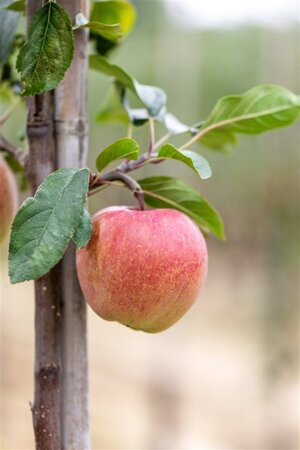 Malus d. 'Gloster' 18-20 Hoogstam draadkluit 3 X verplant - afbeelding 2