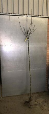 Malus d. 'Goudreinette'=Schone van Boskoop 8-10 Hoogstam wortelgoed - afbeelding 2