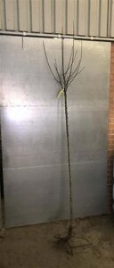 Malus d. 'Goudreinette'=Schone van Boskoop 8-10 Hoogstam wortelgoed - afbeelding 2