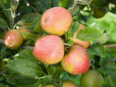 Malus d. 'Golden Pearmain' 6-8 Halfstam wortelgoed