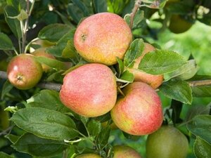 Malus d. 'Golden Pearmain' 6-8 Halfstam wortelgoed