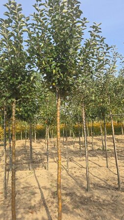 Malus d. Goldparmäne 16-18 STA WRB 3 X V