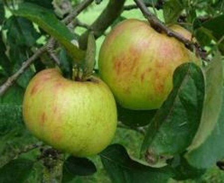 Malus d. 'Gravensteiner' 10-12 Halfstam wortelgoed