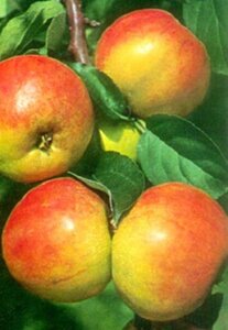 Malus d. 'Gravensteiner' 10-12 Hoogstam wortelgoed - afbeelding 2