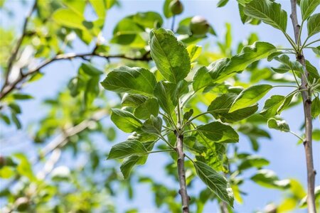 Malus d. 'Gravensteiner' 6-8 Halfstam wortelgoed - afbeelding 1