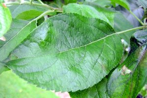 Malus d. 'Gravensteiner' laagstam wortelgoed leiboom rek - afbeelding 6