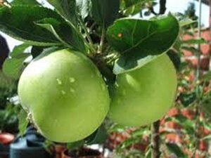 Malus d. 'Granny Smith' 6-8 Hoogstam wortelgoed - afbeelding 6