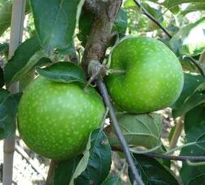 Malus d. 'Granny Smith' 8-10 Hoogstam wortelgoed - afbeelding 5