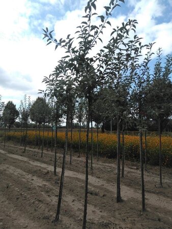 Malus d. 'Idared' 10-12 Hoogstam wortelgoed - afbeelding 3