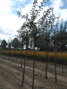 Malus d. 'Idared' 10-12 Hoogstam wortelgoed - afbeelding 3