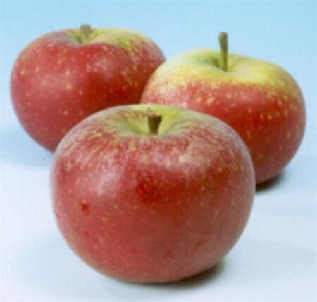 Malus d. 'Ingrid Marie' 10-12 Hoogstam wortelgoed - afbeelding 3