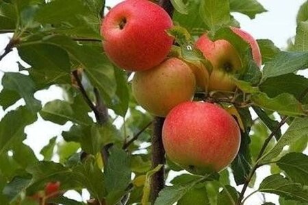 Malus d. 'Ingrid Marie' 16-18 Hoogstam wortelgoed 3 X verplant - afbeelding 1