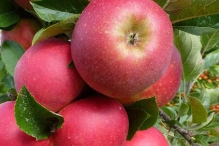 Malus d. 'Ingrid Marie' 2jr. A kwal. wortelgoed struik - afbeelding 2