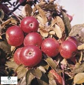 Malus d. 'Ingrid Marie' 6-8 Hoogstam wortelgoed - afbeelding 3