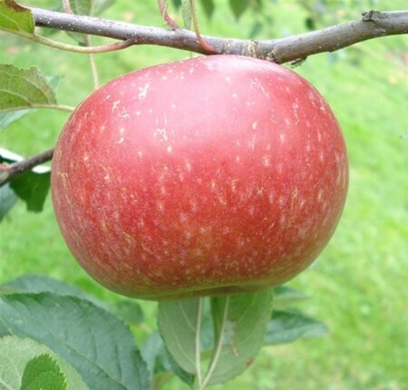 Malus d. 'Ingrid Marie' 8-10 Hoogstam wortelgoed - afbeelding 4