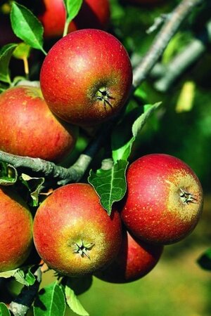 Malus d. 'Jakob Fischer' 12-14 Hoogstam draadkluit 2 X verplant