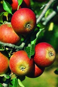 Malus d. 'Jakob Fischer' 14-16 Hoogstam draadkluit 2 X verplant
