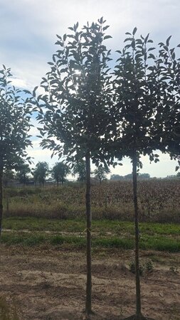 Malus d. 'James Grieve' 16-18 Hoogstam draadkluit 3 X verplant - afbeelding 2