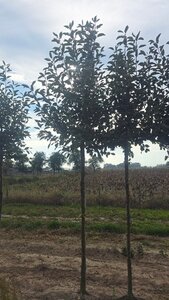 Malus d. 'James Grieve' 16-18 Hoogstam draadkluit 3 X verplant - afbeelding 2